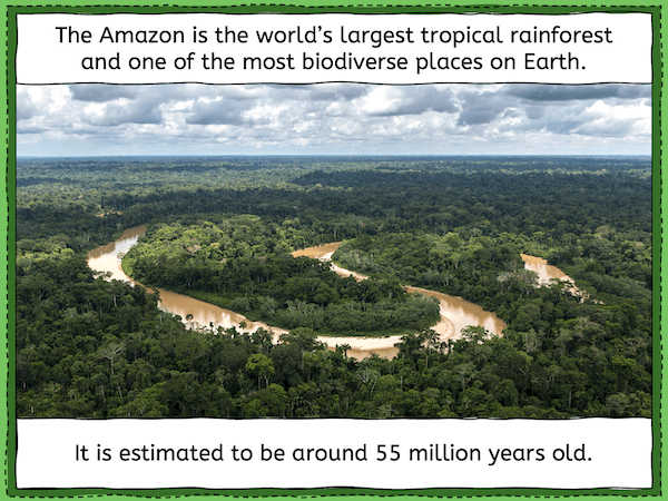 Exploring the Amazon rainforest - presentation 1