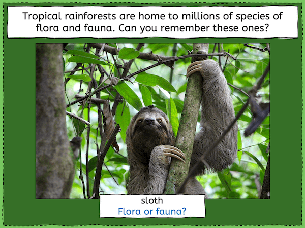 Identifying tropical rainforest animals - presentation 1
