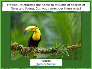 Identifying tropical rainforest animals - presentation 2