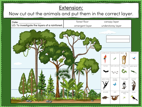 Investigating the layers of a rainforest - extension 2