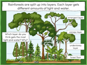Investigating the layers of a rainforest - presentation 1