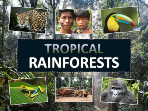 Tropical Rainforests - KS2