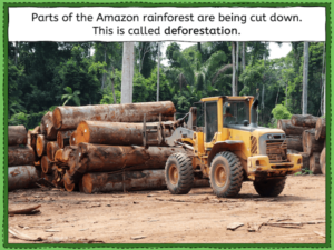 Understanding the impact of deforestation in the Amazon - presentation 3